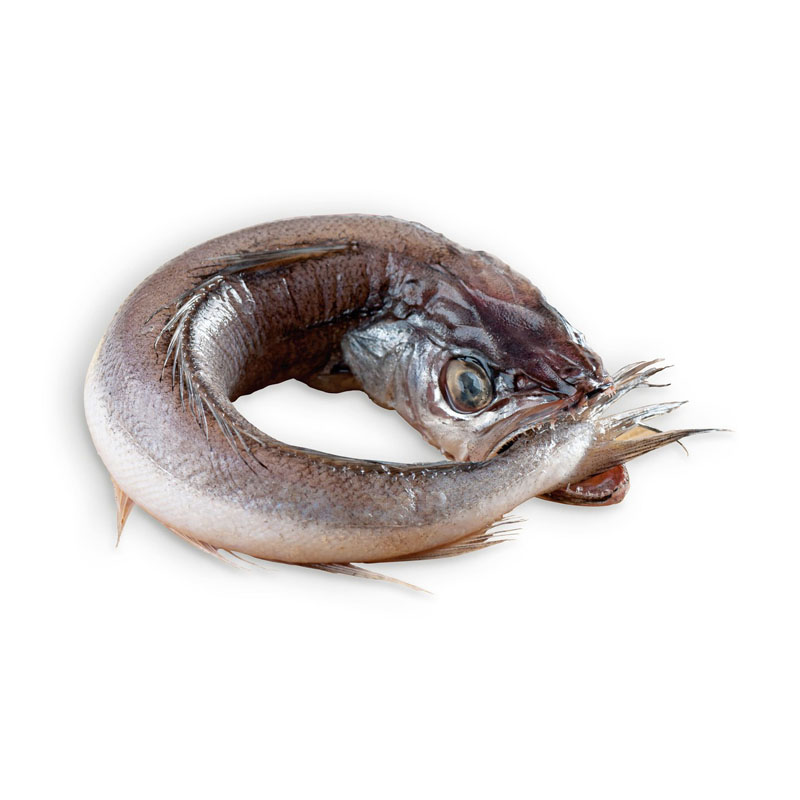 Pescada Rabo Boca