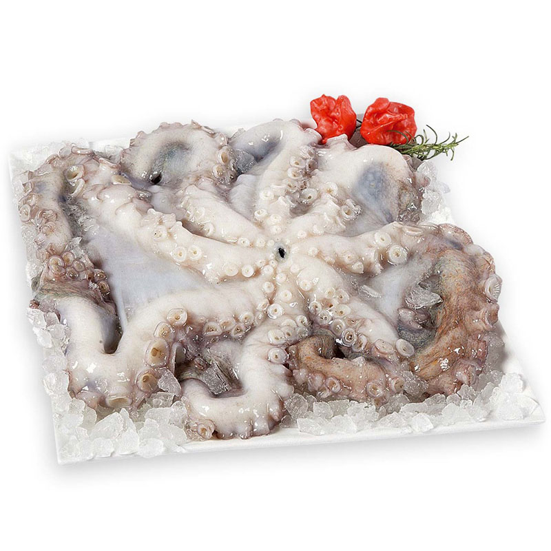 Polvo 3-4 Kg Limpo Congelado Kg